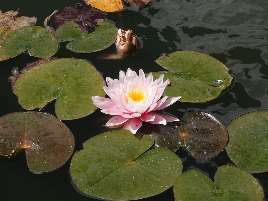 Water Lily, Lily, Pond, Nature, lily, pond, water, plant, flower, floral, aquatic