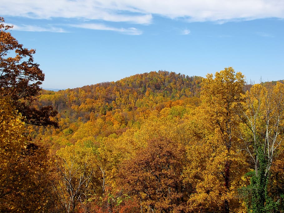 montaña, otoño, naturaleza, paisaje, escénico, árboles, árboles de otoño, paisaje de otoño, Virginia, Blue Ridge