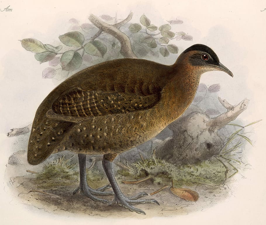 -, Highland tinamou, Nothocercus bonapartei, Bird, foto, dominio público, animal, naturaleza, animales y mascotas, un animal