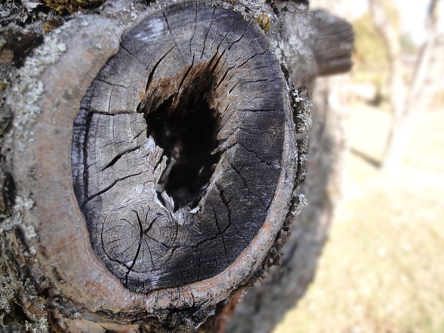 strain, tree, nature, wood, old, bark, tree bark, close-up, wood - material, textured