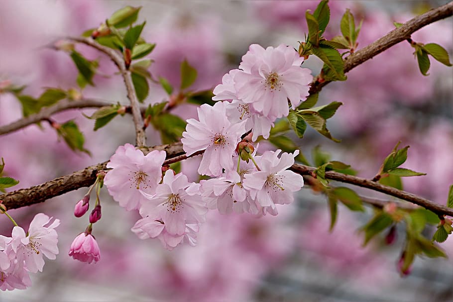 blooming, pink, petaled flower, close-up photography, japanese cherry, tree, prunus serrulata, spring, flower, blossom