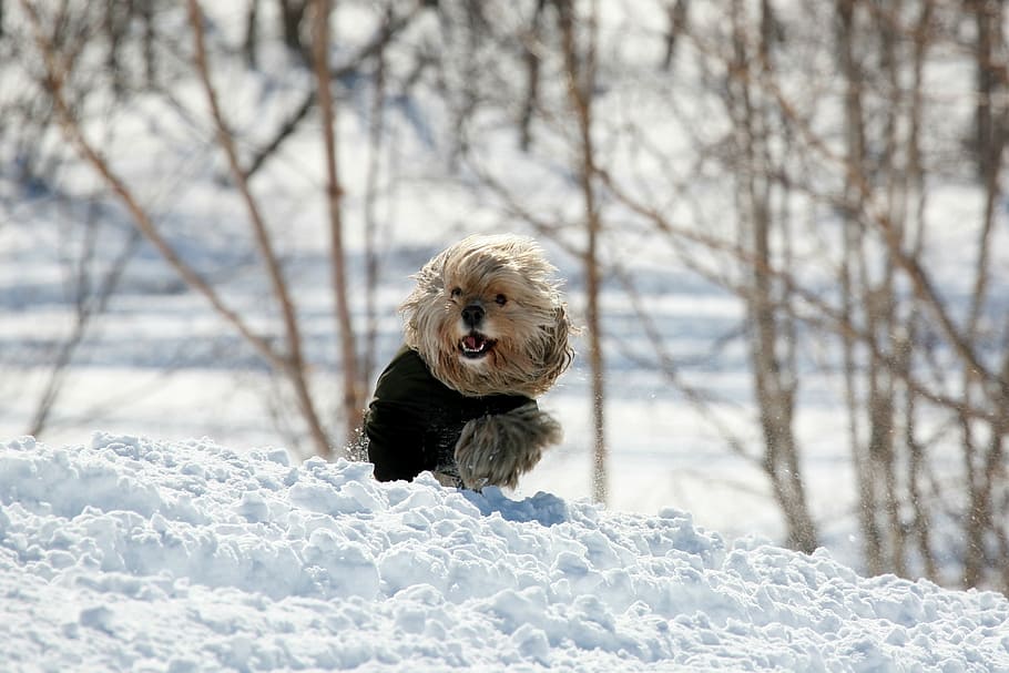 superficial, fotografía de enfoque, marrón, perrito, caminar, campo de nieve, cocker spaniel, perro, mascota, animales