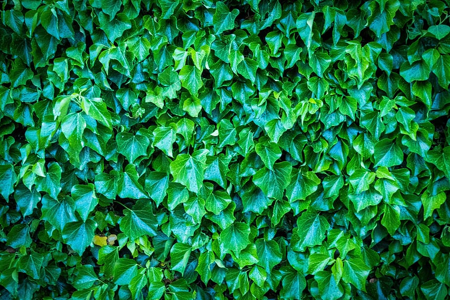 wall, green, leaves, entwine, nature, background, landscape, plant, structure, green leaf
