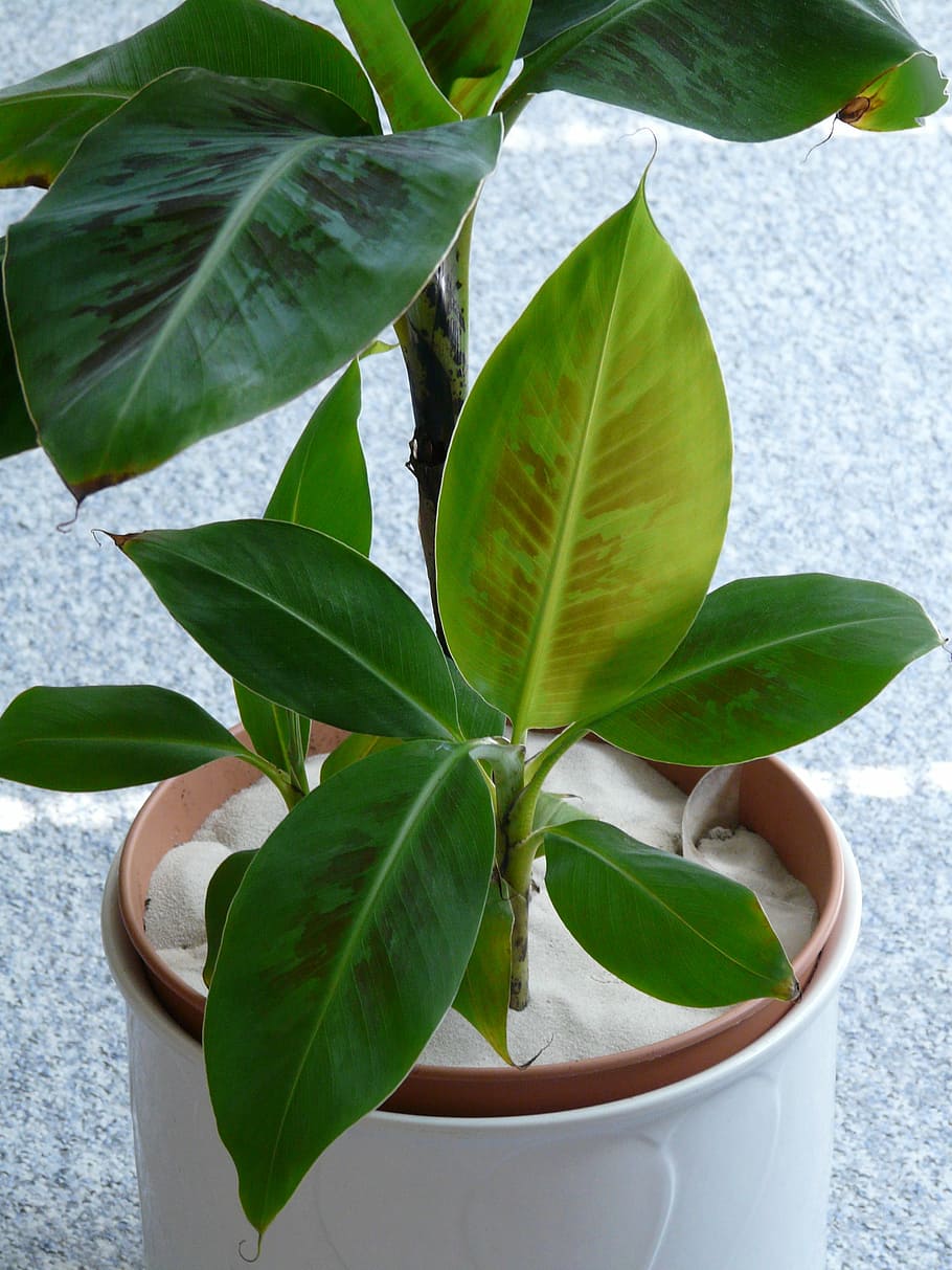 banana shrub, banana tree, banana plant, plant, green, banana, musa, musaceae, monocotyledons, leaves