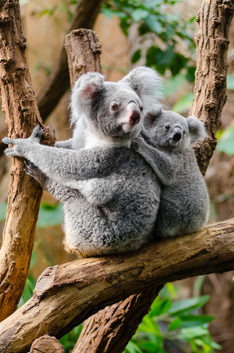 Koala, familia, koala lleva en árbol, árbol, mamífero, animales salvajes, fauna silvestre de los animales, rama, tronco de árbol, planta