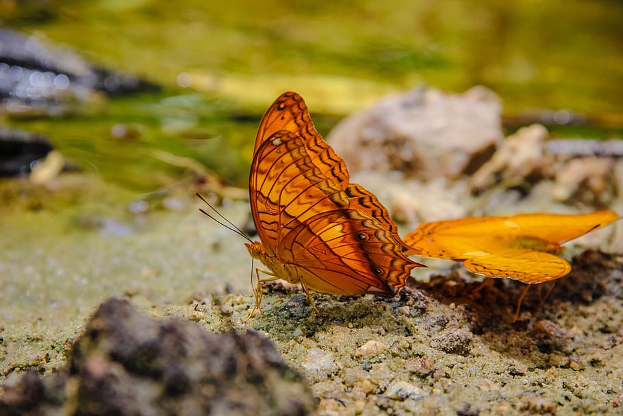 insects, butterfly tan pointed tail, wong nymphalidae, nature, the forests, butterfly, animal wildlife, animal themes, animal, animals in the wild