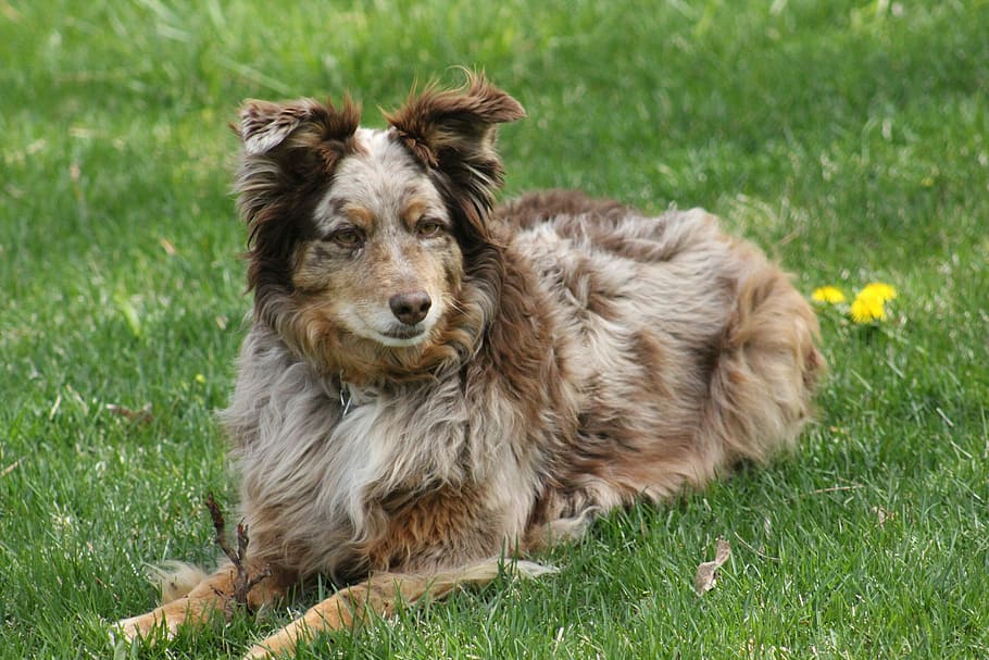 dog, grass, animal, canine, pet, rusty, australian shepherd, puppy, cute, breed
