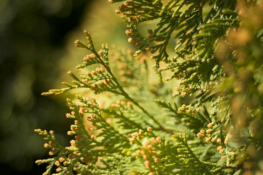 abies, tree, bush, nature, conifer, plant, growth, beauty in nature, green color, close-up