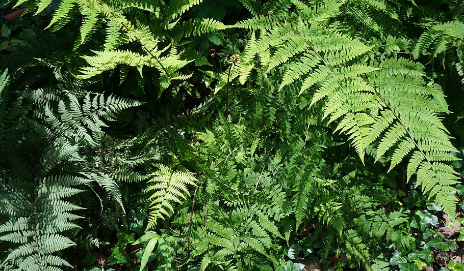 ferns, garden, spring, green, fiddlehead, nature, shade, foliage, plant, growth