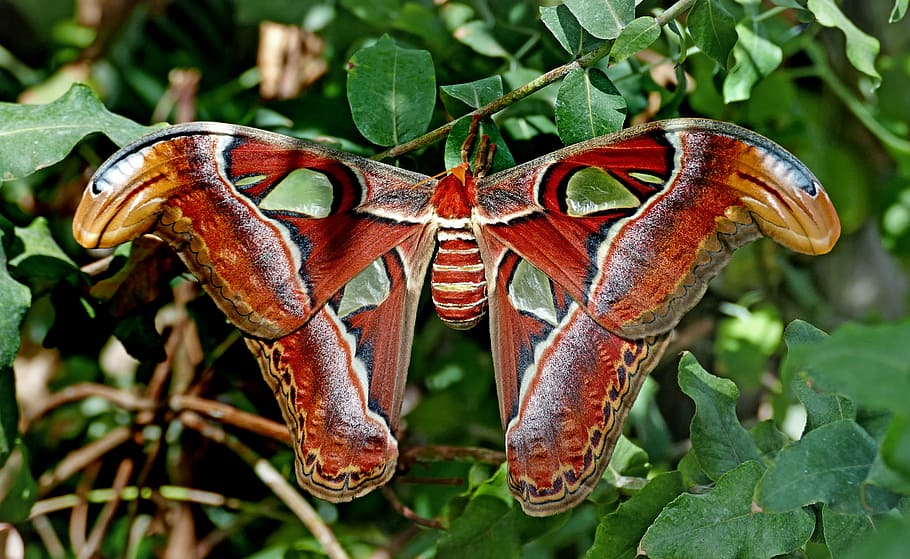 Atlas, Moth, Attacus atlas, red and black butterfly, leaf, plant part, animal themes, close-up, animal, animal wildlife