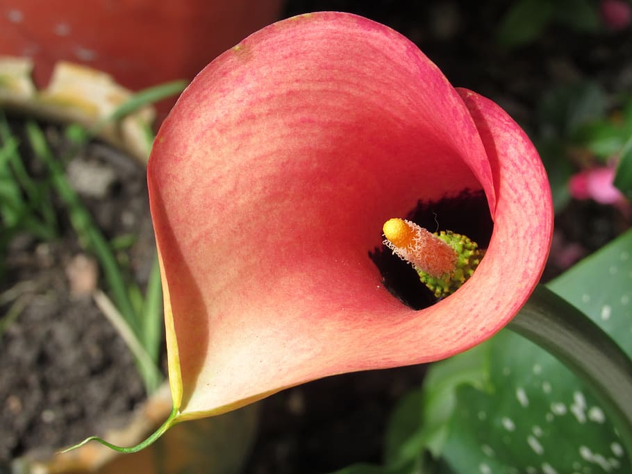 flower, calla, nature, flowering plant, plant, close-up, petal, freshness, growth, fragility