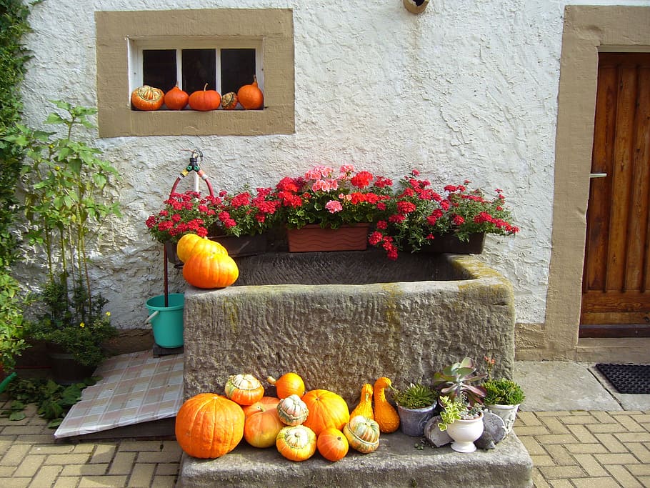 pumpkin lot, trough, floral decorations, pumpkins, farmhouse, autumn, halloween, plant, flower, flowering plant