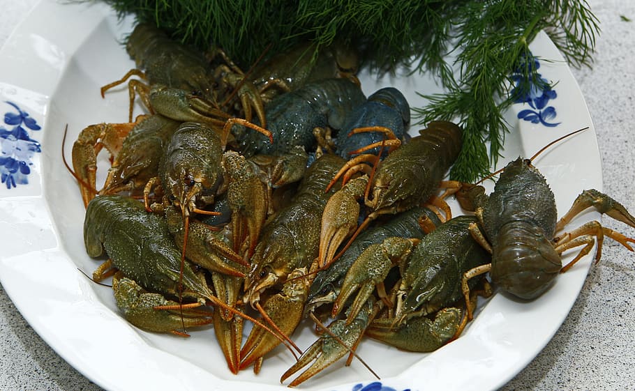 crayfish, seafood, live, boil, dill, swedish, food, dining, comfort, expensive
