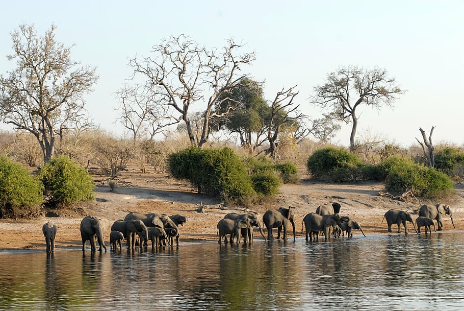 botswana, herd of elephants, chobe, riverside, animal themes, animal, animals in the wild, group of animals, water, large group of animals