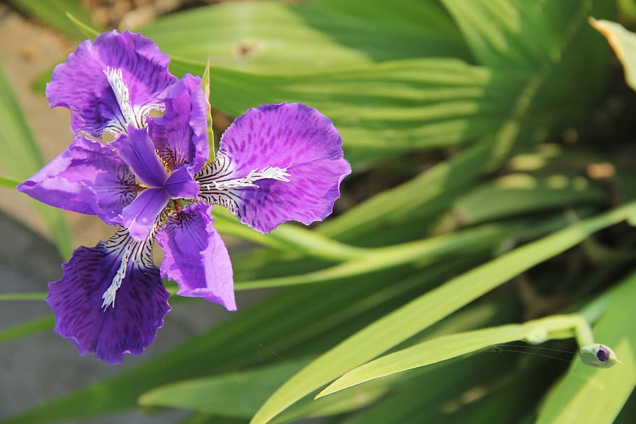 iris, ungu fleur-de-lis, iris ungu, tanaman berbunga, bunga, tanaman, kerapuhan, keindahan di alam, kesegaran, daun bunga