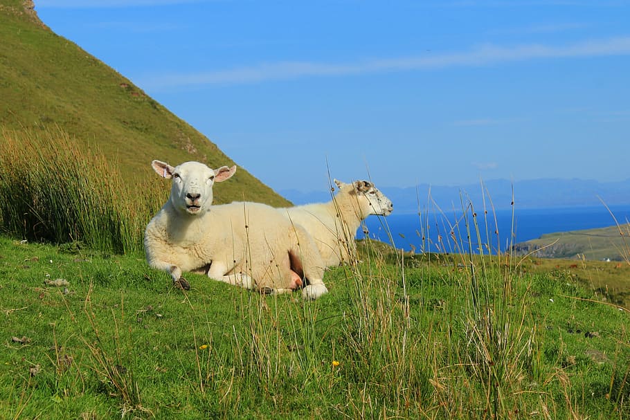 escocia, isla de skye, ovejas, paisaje, montañas, mar, mamífero, césped,  animal, nacional | Pxfuel