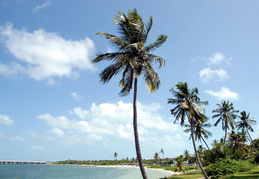 Bahia Honda, State Park, Florida, Bahía Honda, parque estatal, Key West, clima tropical, playa, océano, palmeras