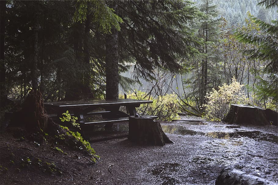 brown, wooden, picnic table, raining, wet, trees, mud, dirt, nature, tree