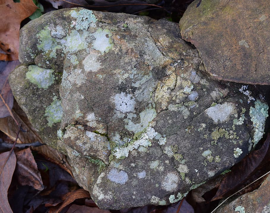 lichens on rock, lichen, symbiotic, cyanobacteria, fungi, nature, rock wild, parasite, backgrounds, solid