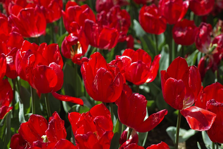 red, tulips, flower, environmental, plant, flowers, macro, nature, green, garden