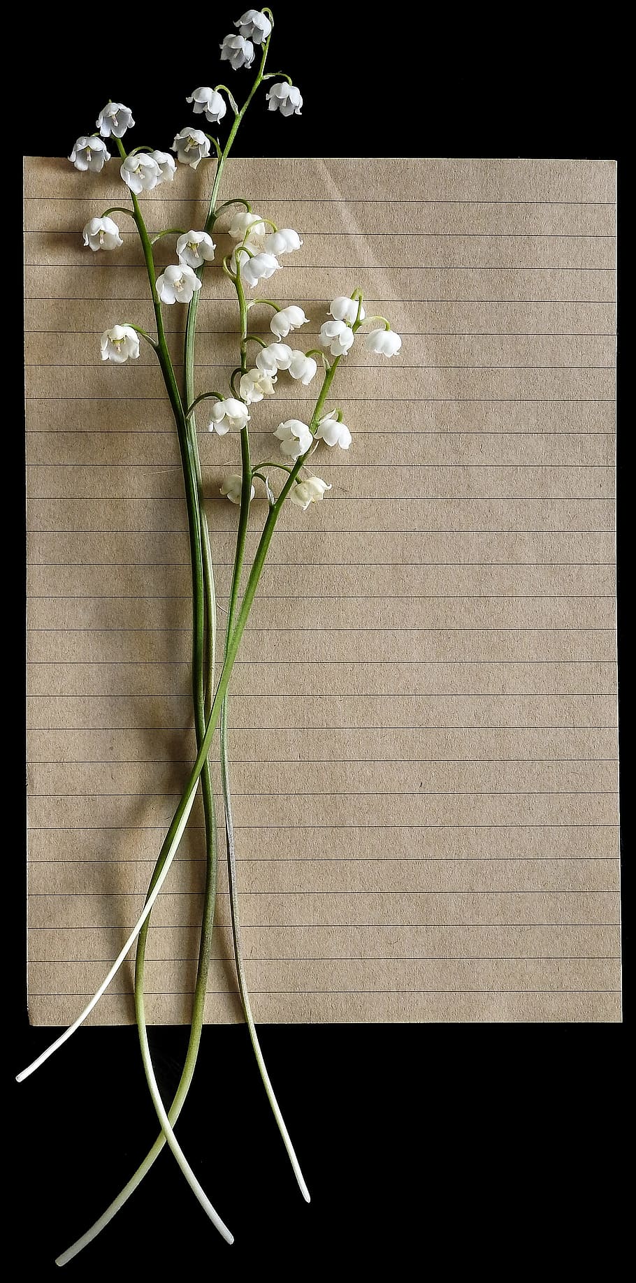 flores de pétalos blancos, lirios del valle, vintage, carta, papel, rústico, floral, retro, fondo, telón de fondo