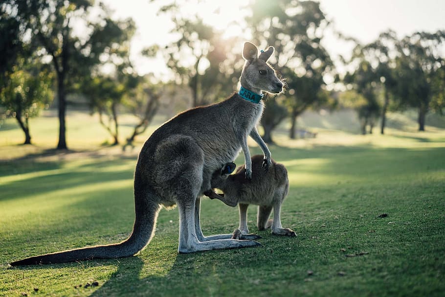 kangaroo, joey, grass field, australia, outback, oz, victoria, aussie, animal, grass