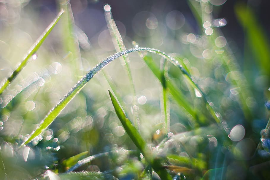 cool dew, Cool, Dew, drops, forest, grass, morning, nature, drop, macro