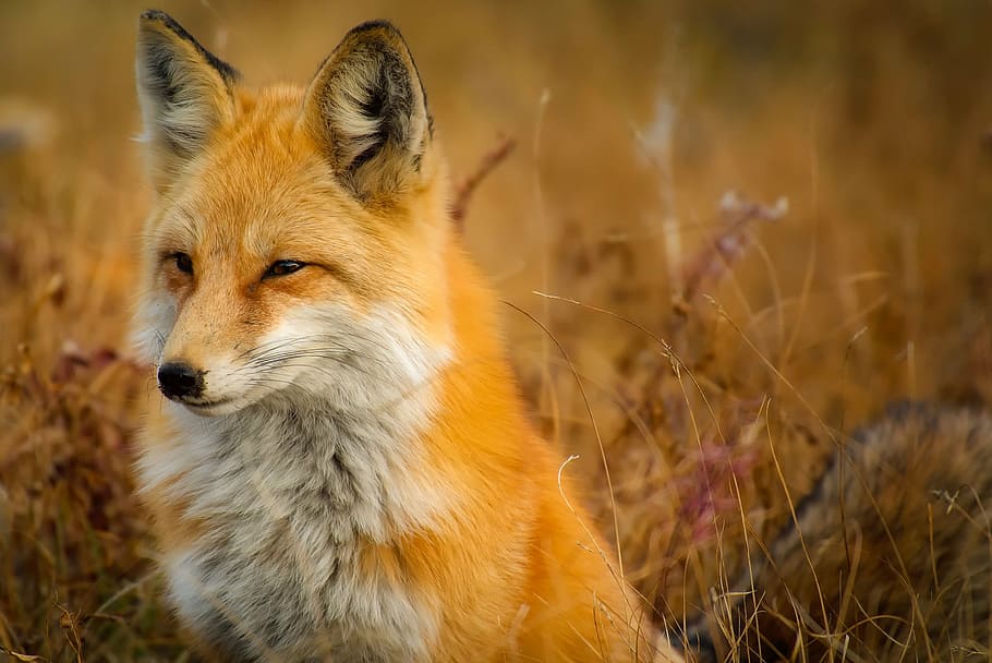 fox on grass, fox, animal, wildlife, red, macro, closeup, landscape, nature, outdoors