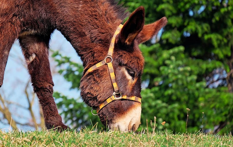 donkey, eating, grass, clear, sky, mule, animal, beast of burden, nature, rural