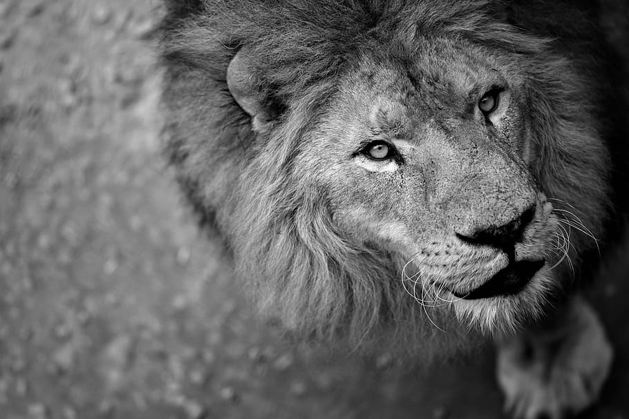 escala de grises león, león, naturaleza salvaje, feroz, animal, bestia salvaje, rey, vida silvestre, leones, temas de animales