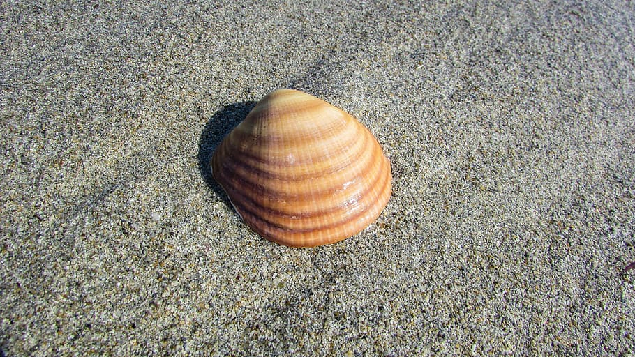 seashell, beach, shell, sea, nature, summer, animal, animal wildlife, land, animal shell