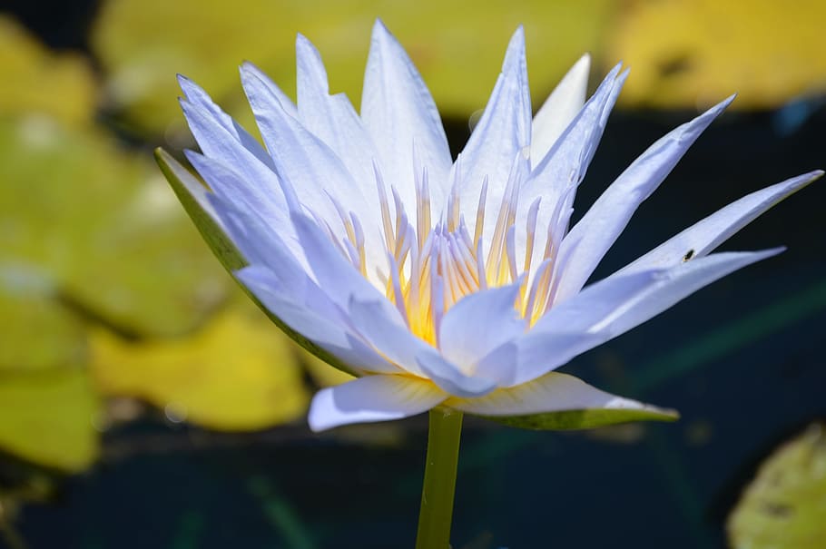 Water, Blue, Blue, Water Lily, Nature, lily, water, blue, water lily, pond, flower, plant