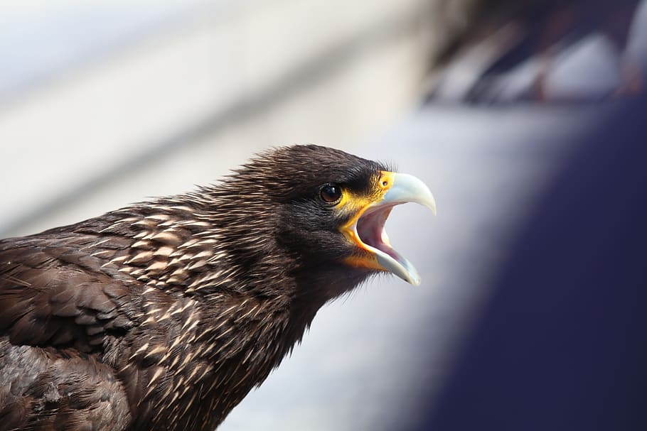 Eagle, Squawk, Screech, Angry, Bird, angry, bird, nature, wildlife, beak, feathers