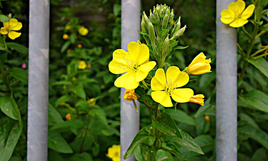 flower, plant, yellow flower, bars, flower behind bars, flowering plant, yellow, growth, freshness, fragility