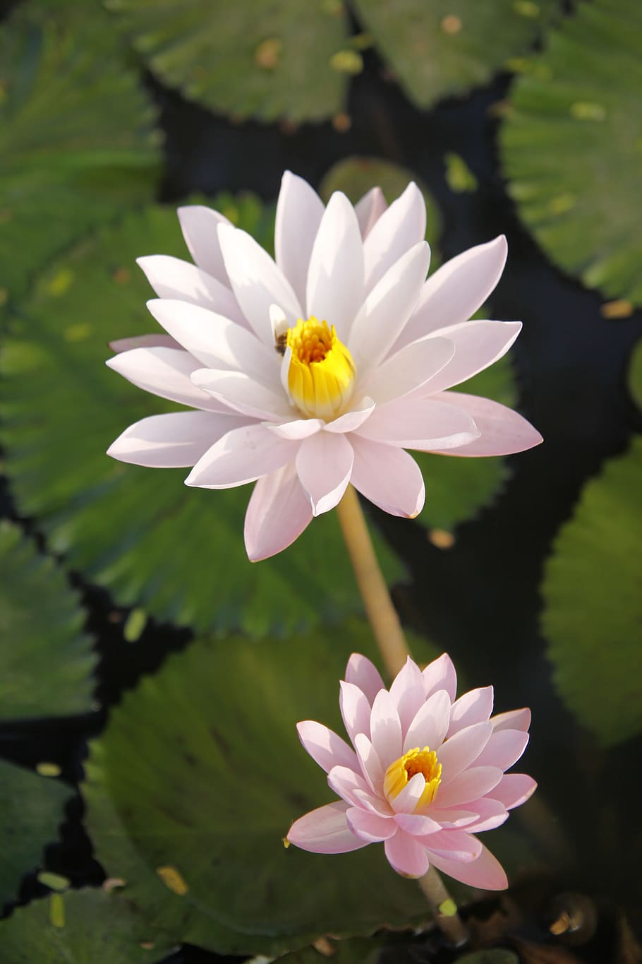 water lily, sung, pond, pink, flowers, thailand, flowering plant, flower, vulnerability, petal