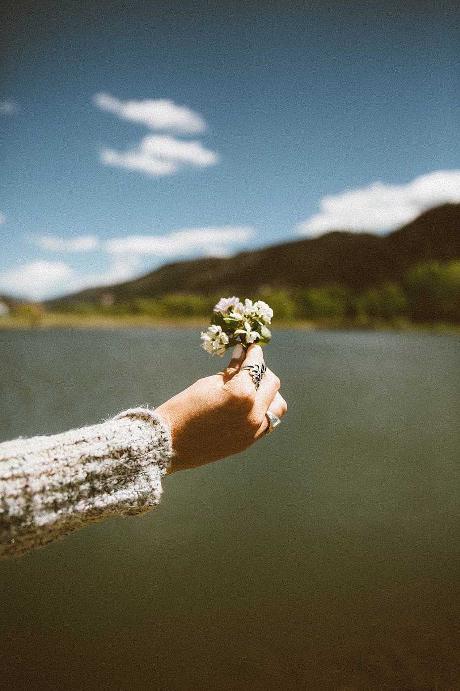 person, holding, white, petaled flower, gray, knitted, sweater, petaled, flower, hand
