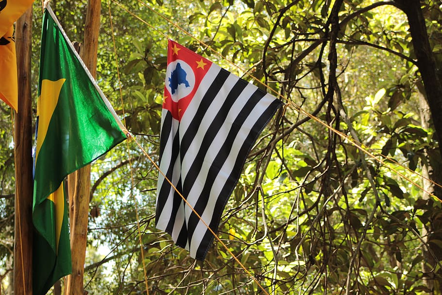 flag, são paulo, brazil, asteamento, home, state, tree, patriotism, plant, striped