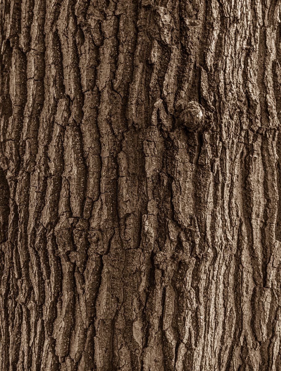 wood, texture, forest, nature, asset, textured, backgrounds, full frame, pattern, close-up