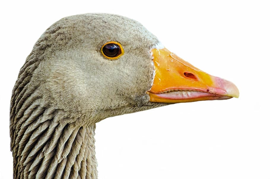 greylag, isolated, pets, neck, agriculture, white, birds, foot, day, gaggle