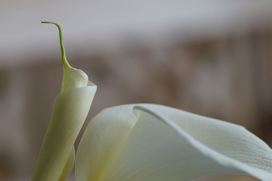 calla, lily, white, close-up, freshness, leaf, plant part, plant, flower, growth