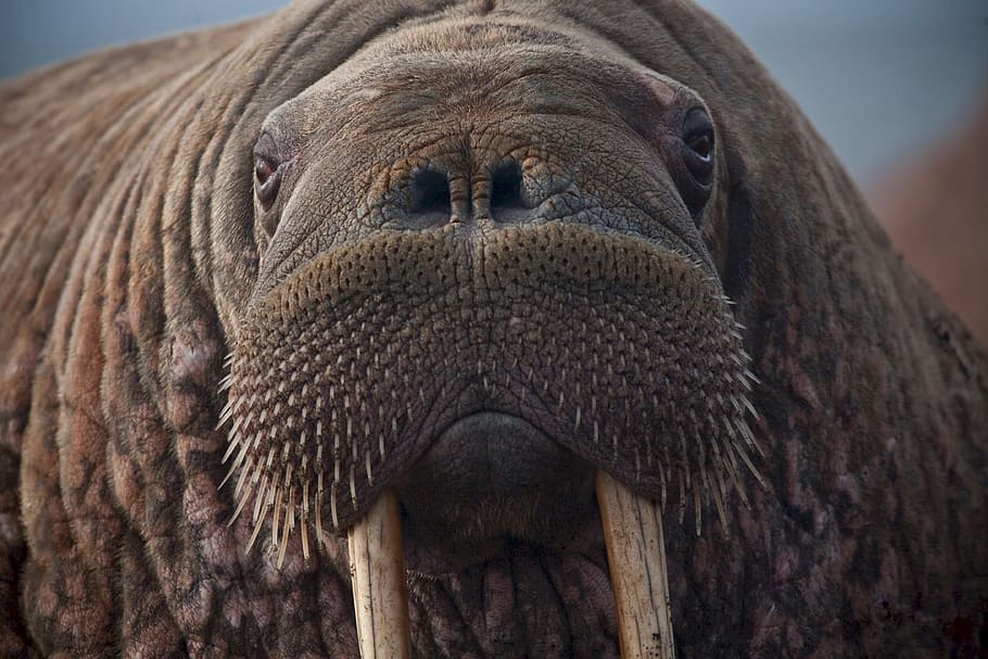 brown walrus, brown, walrus, portrait, close up, head, face, female, wildlife, mammal