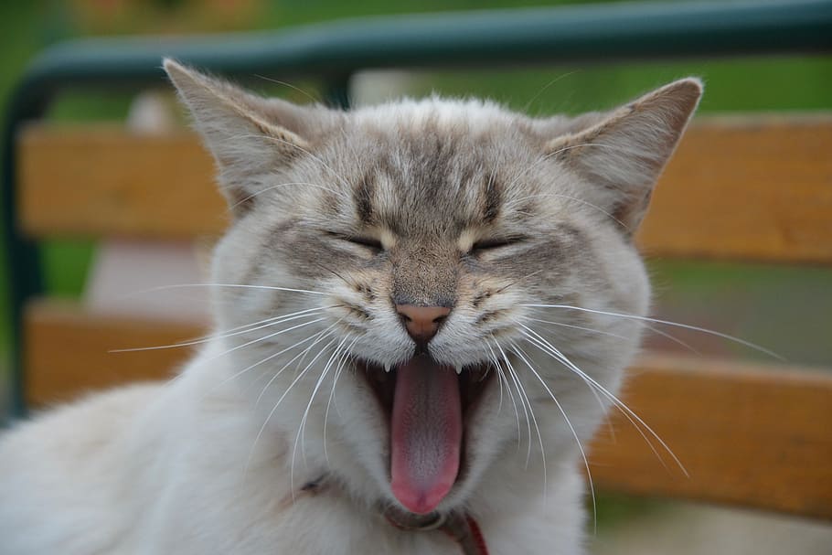 gato, gato bostezando, animal doméstico, lengua rosada áspera, gatito, lenguaje de conversación, ojos cerrados, felino, animal, cabeza