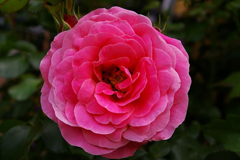 closeup, pink, petaled flowers, rose, pink rose, scented rose, rose garden, blossom, bloom, rose blooms