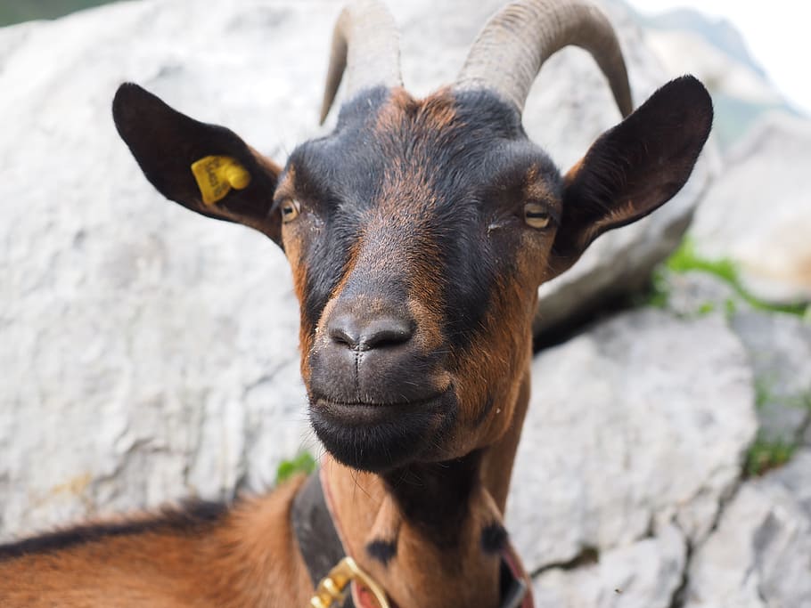 goat, brown, animal, domestic goat, satisfied, capra aegagrus hircus, horns, horned, bovidae, ruminant