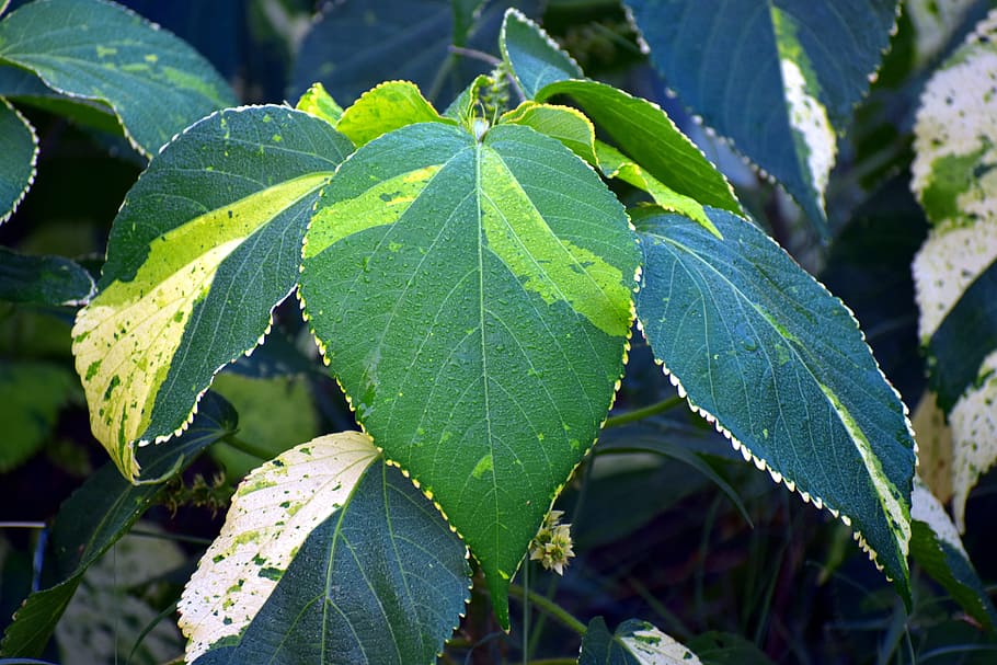 큰 잎, 잎이 넓은 린든, 감염, 녹색, 아침 이슬, 잎, 식물 부분, 식물, 성장, 닫다