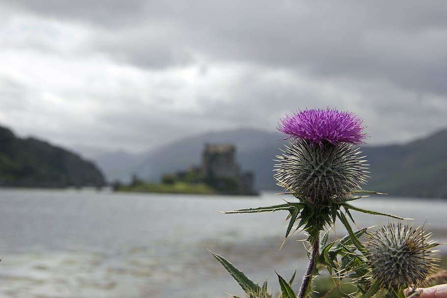 foto, roxo, flores com pétalas, cardo, escócia, escocês, símbolo, tradicional, flor, terras altas