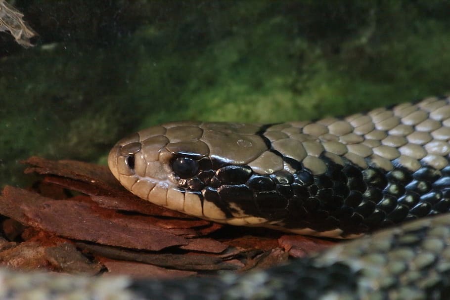 snake, reptile, living nature, nature, animals, danger, no one, cobra, herpetology, moscow zoo