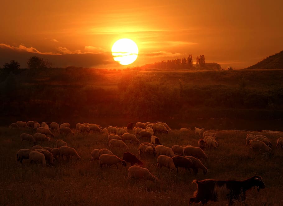 kawanan, domba, emas, jam, kawanan domba, matahari terbenam, merah, matahari, langit, mamalia