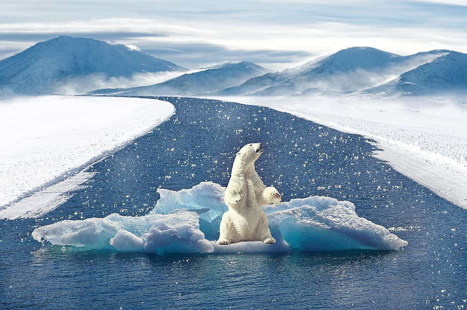 polar, bear, snow, body, water fielding, polar bear, climate change, predator, water, ice floe
