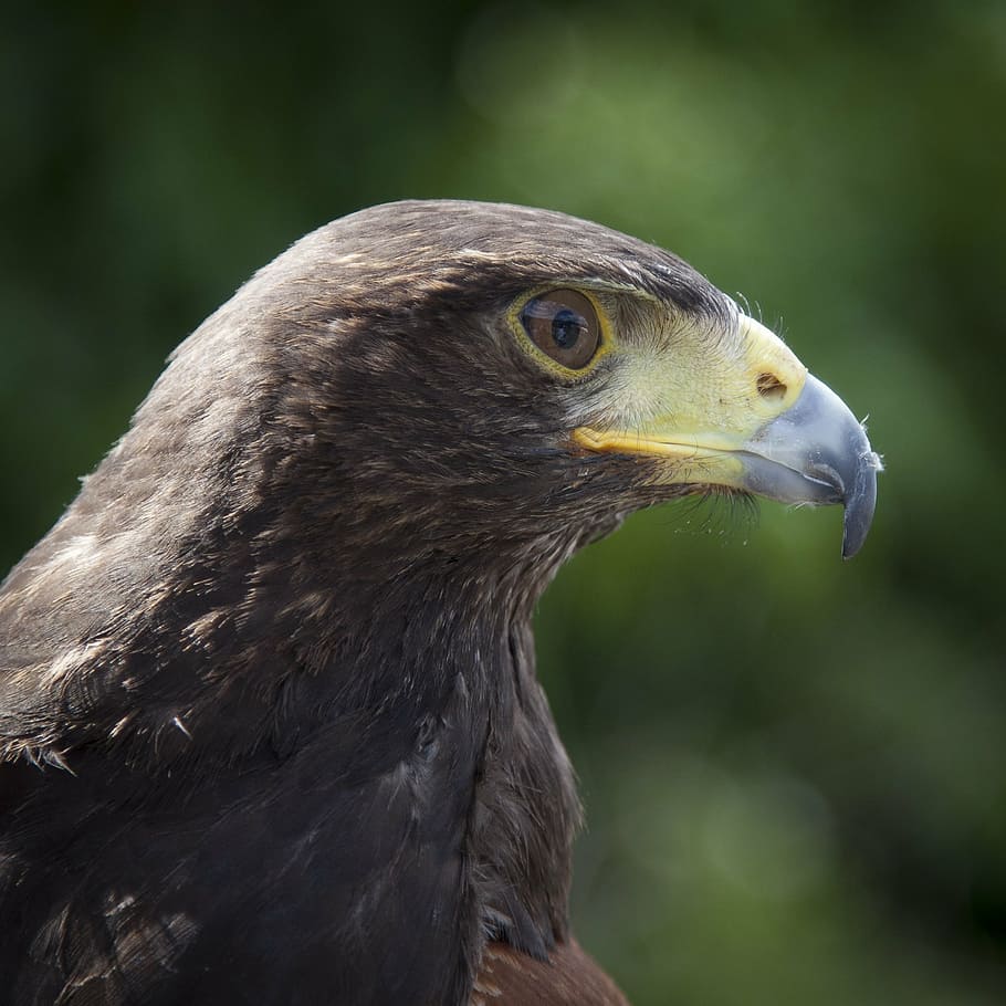 animal, animal photography, bird, close-up, eagle, macro, bird of Prey ...